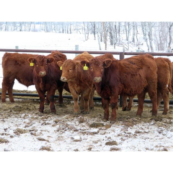 Hebert Livestock Ventures - 765# Weaned Steers - 80 Head (Wawota, SK)