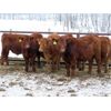 Image 1 : Hebert Livestock Ventures - 765# Weaned Steers - 80 Head (Wawota, SK)