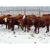 Image 2 : Hebert Livestock Ventures - 765# Weaned Steers - 80 Head (Wawota, SK)