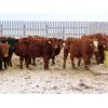 Image 3 : Hebert Livestock Ventures - 765# Weaned Steers - 80 Head (Wawota, SK)