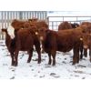 Image 4 : Hebert Livestock Ventures - 765# Weaned Steers - 80 Head (Wawota, SK)