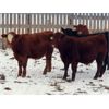 Image 5 : Hebert Livestock Ventures - 765# Weaned Steers - 80 Head (Wawota, SK)