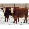 Image 6 : Hebert Livestock Ventures - 765# Weaned Steers - 80 Head (Wawota, SK)