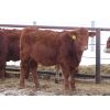 Image 7 : Hebert Livestock Ventures - 765# Weaned Steers - 80 Head (Wawota, SK)