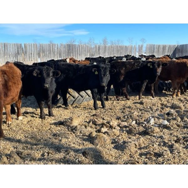 Terry Dayholos - 765# Weaned Steers - 80 Head (Amaranth, MB)