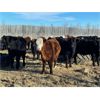 Image 2 : Terry Dayholos - 765# Weaned Steers - 80 Head (Amaranth, MB)