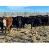 Image 4 : Terry Dayholos - 765# Weaned Steers - 80 Head (Amaranth, MB)