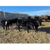 Image 5 : Terry Dayholos - 765# Weaned Steers - 80 Head (Amaranth, MB)