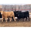 Image 1 : Lomond Farming Co. - 925# Weaned Steers - 68 Head (Lomond, AB)