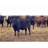 Image 2 : Lomond Farming Co. - 925# Weaned Steers - 68 Head (Lomond, AB)
