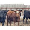 Image 3 : Lomond Farming Co. - 925# Weaned Steers - 68 Head (Lomond, AB)