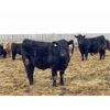 Image 4 : Lomond Farming Co. - 925# Weaned Steers - 68 Head (Lomond, AB)