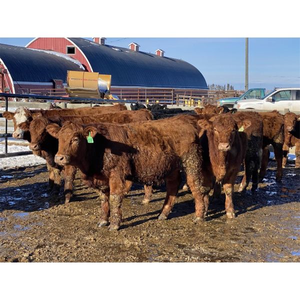Hopper Farms - 825# Weaned Steers - 75 Head (Eckville, AB)