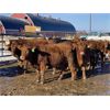 Image 1 : Hopper Farms - 825# Weaned Steers - 75 Head (Eckville, AB)