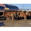 Image 2 : Hopper Farms - 825# Weaned Steers - 75 Head (Eckville, AB)