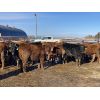Image 3 : Hopper Farms - 825# Weaned Steers - 75 Head (Eckville, AB)