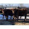 Image 5 : Hopper Farms - 825# Weaned Steers - 75 Head (Eckville, AB)