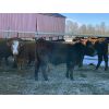 Image 6 : Hopper Farms - 825# Weaned Steers - 75 Head (Eckville, AB)