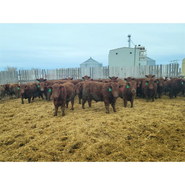Creekstone Farms - 825# Weaned Steers - 150 Head (Strathmore, AB)