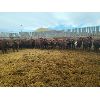 Image 2 : Creekstone Farms - 825# Weaned Steers - 150 Head (Strathmore, AB)