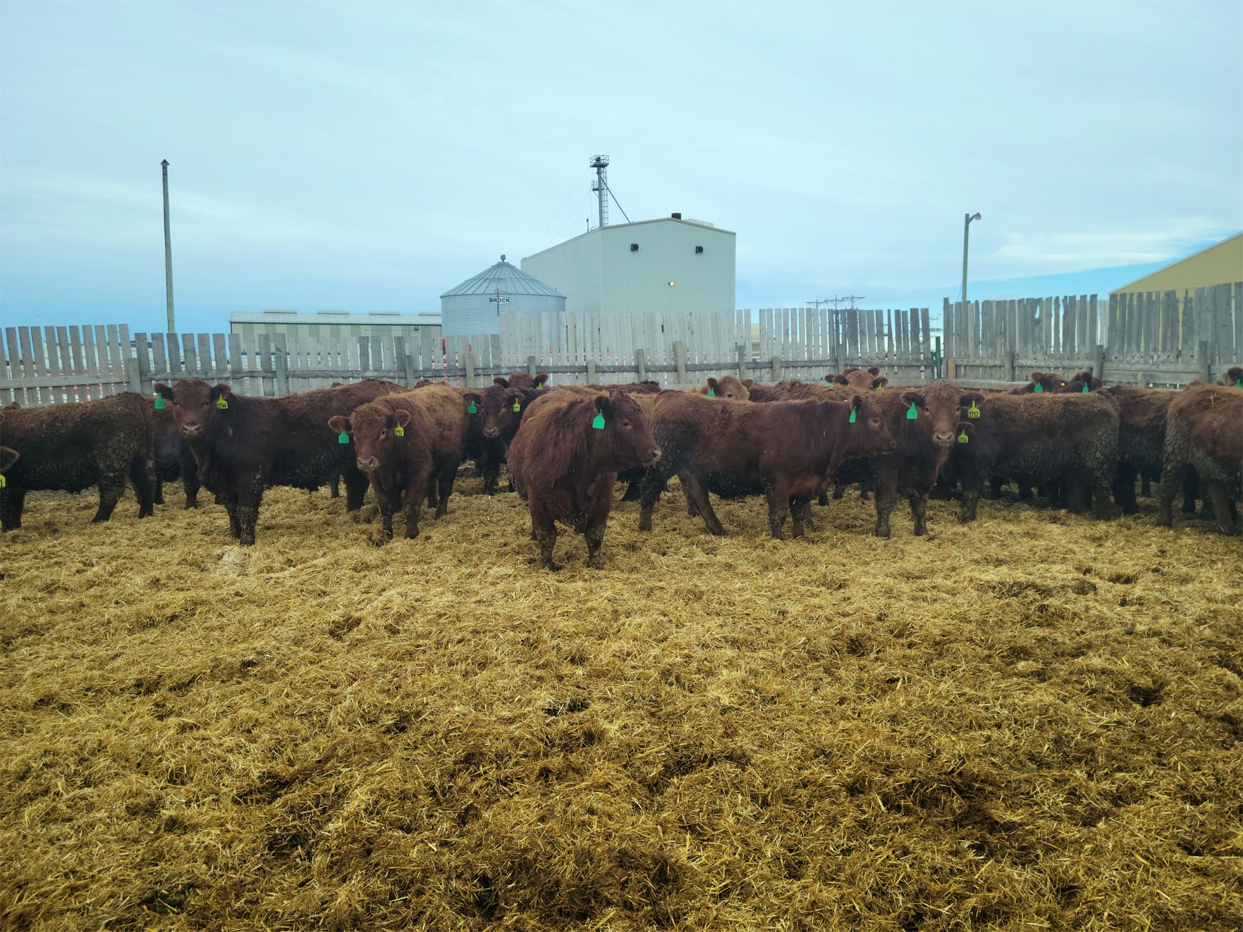 Creekstone Farms 825 Weaned Steers 150 Head (Strathmore, AB