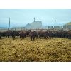 Image 3 : Creekstone Farms - 825# Weaned Steers - 150 Head (Strathmore, AB)