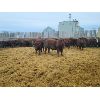 Image 4 : Creekstone Farms - 825# Weaned Steers - 150 Head (Strathmore, AB)