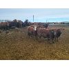 Image 5 : Creekstone Farms - 825# Weaned Steers - 150 Head (Strathmore, AB)