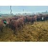 Image 6 : Creekstone Farms - 825# Weaned Steers - 150 Head (Strathmore, AB)