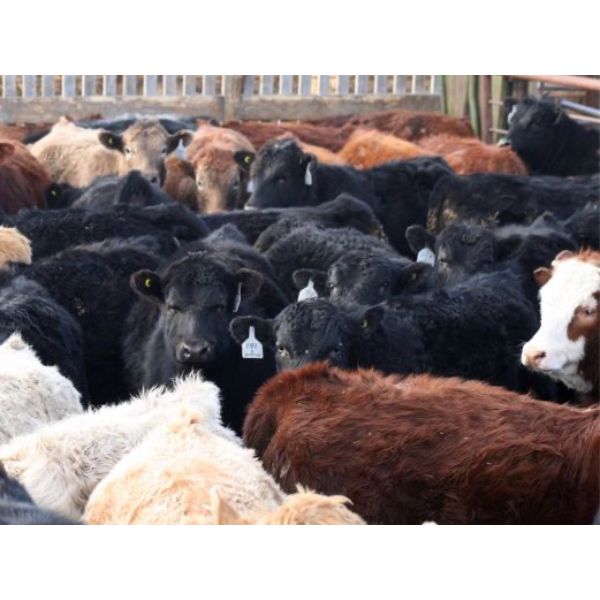 B&B Feeders - 750# Weaned Steers - 210 Head (Monarch, AB)