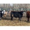 Image 2 : B&B Feeders - 750# Weaned Steers - 210 Head (Monarch, AB)