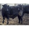 Image 3 : B&B Feeders - 750# Weaned Steers - 210 Head (Monarch, AB)