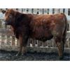 Image 6 : B&B Feeders - 750# Weaned Steers - 210 Head (Monarch, AB)