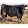 Image 8 : B&B Feeders - 750# Weaned Steers - 210 Head (Monarch, AB)