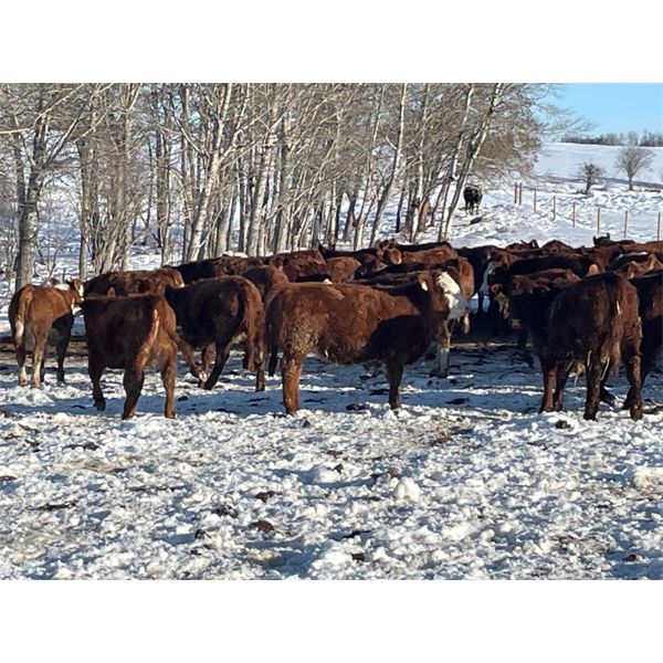 7C Ranch - 700# Weaned Heifers - 175 Head (Marwayne, AB)