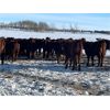 Image 2 : 7C Ranch - 700# Weaned Heifers - 175 Head (Marwayne, AB)