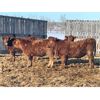 Image 4 : 7C Ranch - 700# Weaned Heifers - 175 Head (Marwayne, AB)