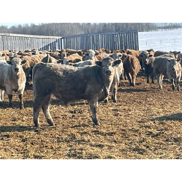 Range 45 Ranch Ltd. - 830# Weaned Steers - 148 Head (Dewberry, AB)