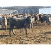 Image 1 : Range 45 Ranch Ltd. - 830# Weaned Steers - 148 Head (Dewberry, AB)