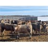 Image 2 : Range 45 Ranch Ltd. - 830# Weaned Steers - 148 Head (Dewberry, AB)