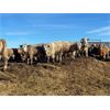Image 3 : Range 45 Ranch Ltd. - 830# Weaned Steers - 148 Head (Dewberry, AB)