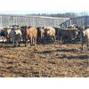 Image 4 : Range 45 Ranch Ltd. - 830# Weaned Steers - 148 Head (Dewberry, AB)