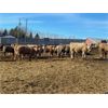 Image 7 : Range 45 Ranch Ltd. - 830# Weaned Steers - 148 Head (Dewberry, AB)