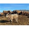 Image 8 : Range 45 Ranch Ltd. - 830# Weaned Steers - 148 Head (Dewberry, AB)