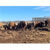 Image 9 : Range 45 Ranch Ltd. - 830# Weaned Steers - 148 Head (Dewberry, AB)