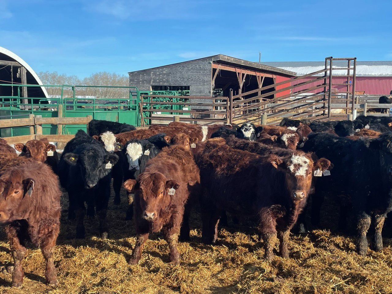 45 Ranch Range 45 Ranch Ltd. - 810# Weaned Steers - 78 Head (Dewberry, AB ...