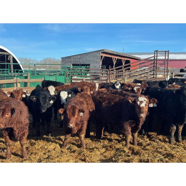 Range 45 Ranch Ltd. - 810# Weaned Steers - 78 Head (Dewberry, AB)