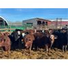 Image 1 : Range 45 Ranch Ltd. - 810# Weaned Steers - 78 Head (Dewberry, AB)