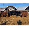 Image 2 : Range 45 Ranch Ltd. - 810# Weaned Steers - 78 Head (Dewberry, AB)