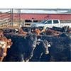 Image 4 : Range 45 Ranch Ltd. - 810# Weaned Steers - 78 Head (Dewberry, AB)